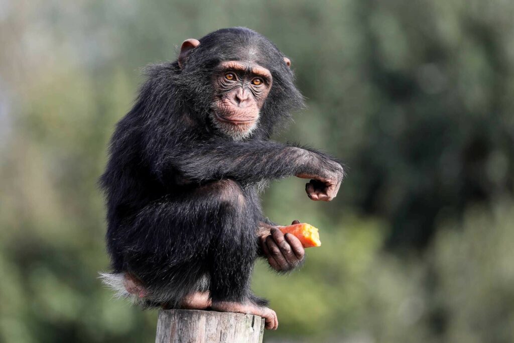 Enrichment for Primates at Animal Equipment by Stoney